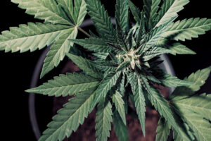 Picture of a cannabis flower