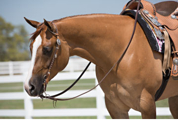 Brown-Horse