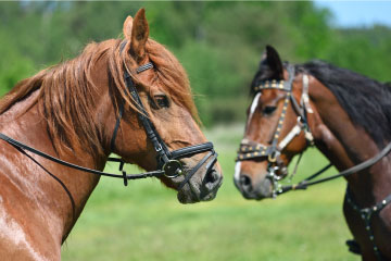 Horse Insurance