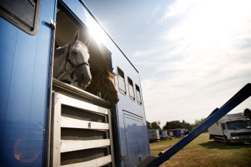 Horse-boarding-and-transportation
