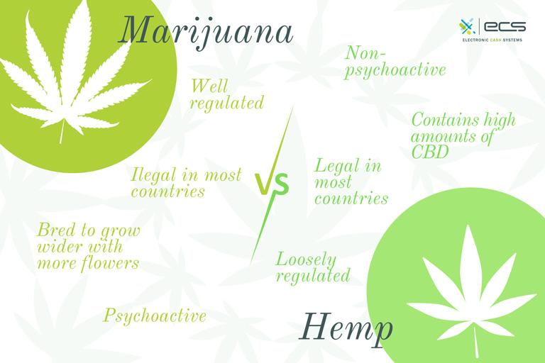 Infographic showing the difference between Hemp vs Marijuana